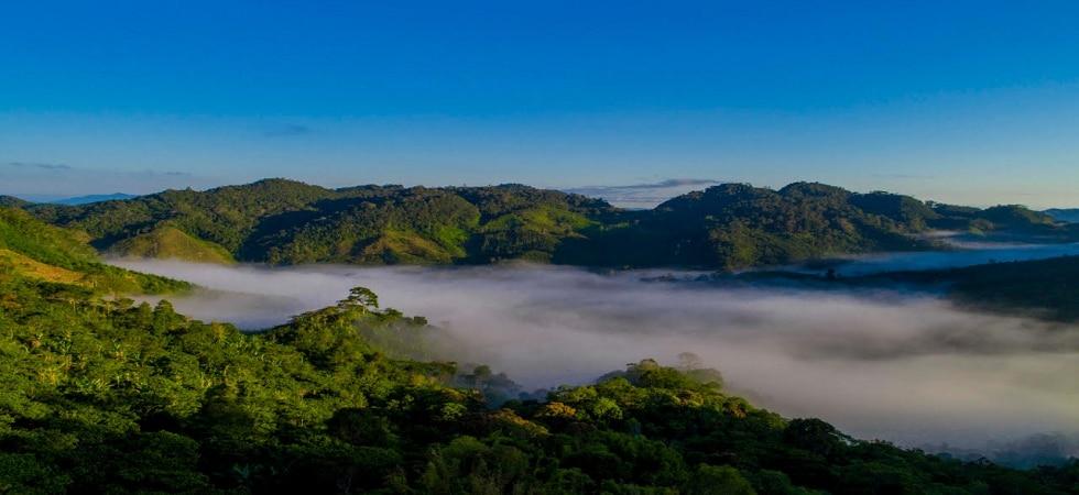 The Current Coffee Crisis for Farmers | Kafetos Coffee