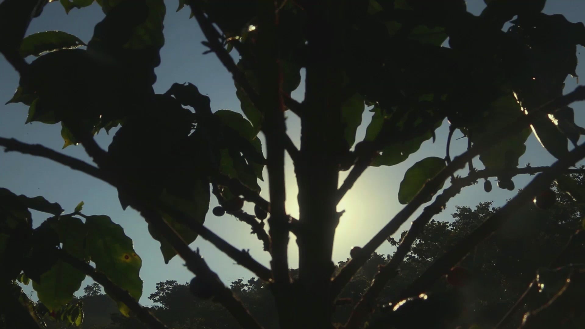 Load video: guatemala coffee farm