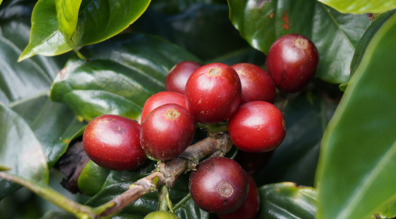 PACAMARA Varietal, Guatemala Green Coffee Specialty Grade - 5 lbs. FREE SHIPPING